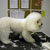 Picture of dog we groom